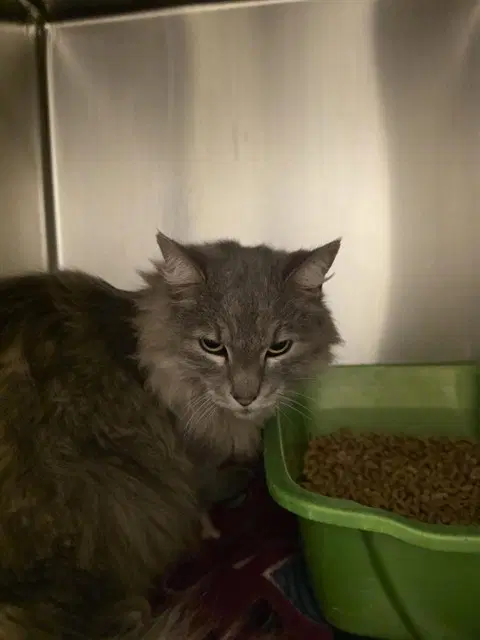 Unknown - Domestic Long Hair