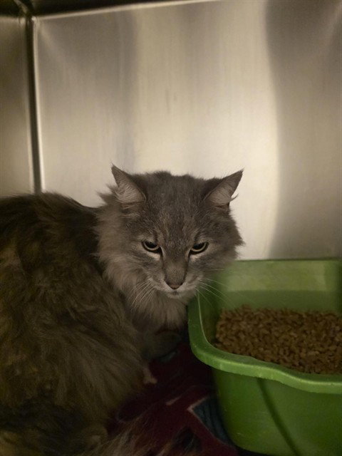 Mia Meowzer, Domestic Long Hair (medium coat)