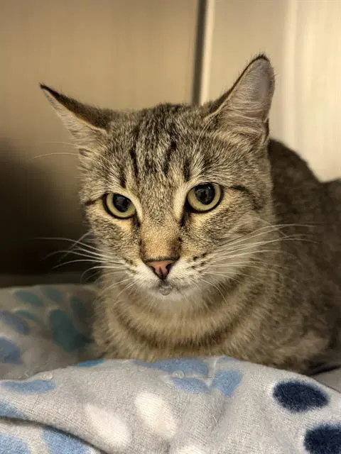 Unknown - Domestic Short Hair
