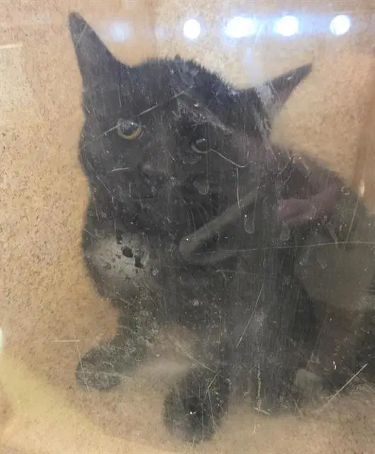 Yarrow - Domestic Short Hair