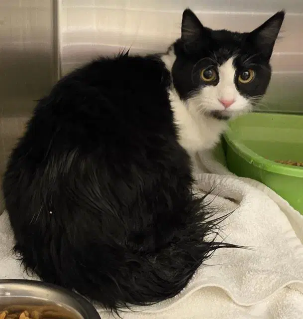 Unknown - Domestic Long Hair