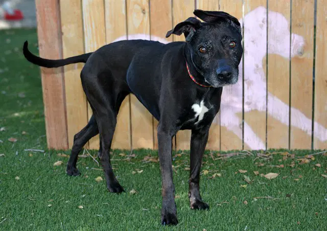 Unknown - Pit Bull Terrier