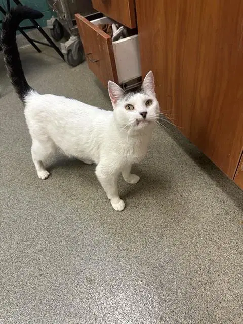 Mullet - Domestic Short Hair
