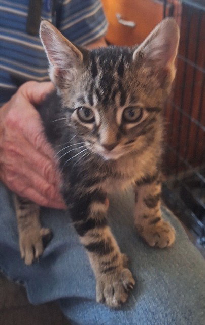 Onyx, Domestic Short Hair (medium coat)