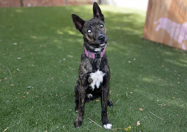 Max - Dutch Shepherd