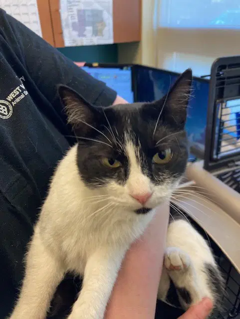 Unknown - Domestic Short Hair