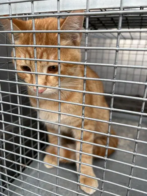 Luna - Domestic Short Hair