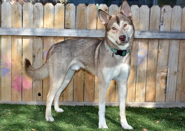 Mjolnir - Siberian Husky