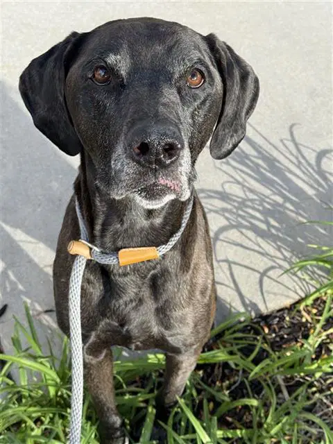 Oliver - Labrador Retriever