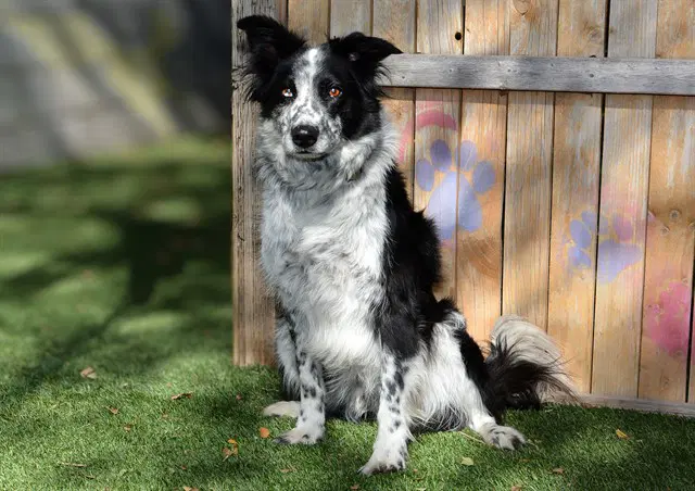 Leo - Border Collie