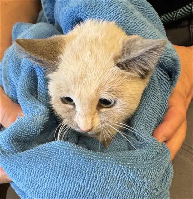 Spittin Kitten - Siamese