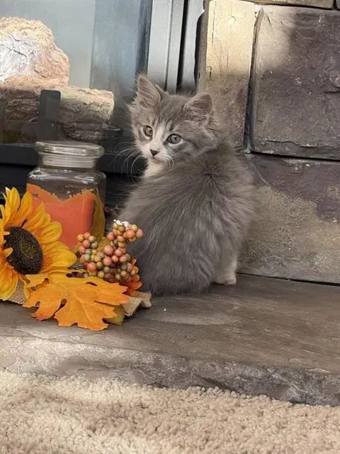 Noseferatu - Domestic Short Hair