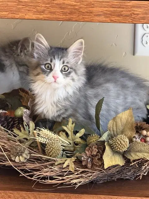 Noseph - Domestic Short Hair