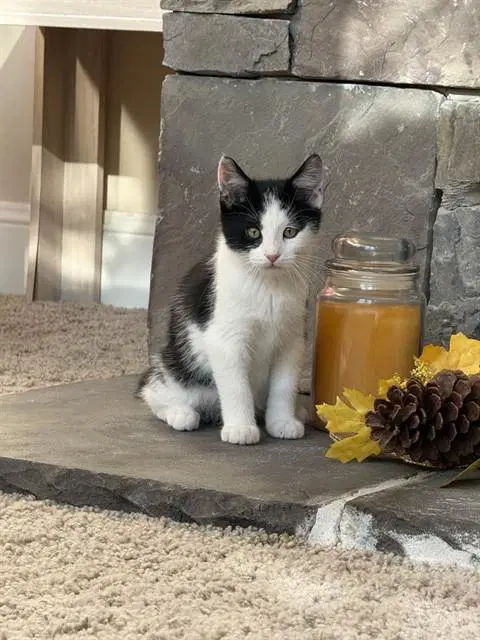 Mikey - Domestic Short Hair