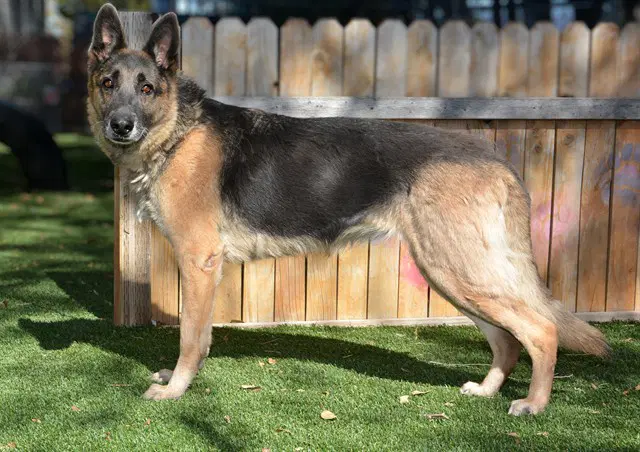 Patricia - German Shepherd Dog