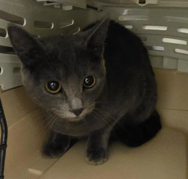 Unknown - Domestic Short Hair