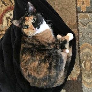 adoptable Cat in Arlington, VA named Cookie