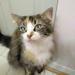 adoptable Cat in Arlington, VA named Iris