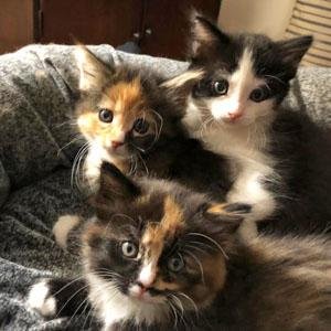 adoptable Cat in Arlington, VA named Tulip, Pansy and Azaela