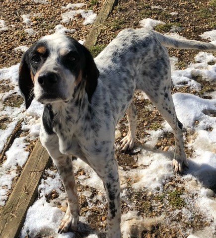 adoptable Dog in Arlington, VA named Emmett