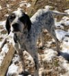 adoptable Dog in , VA named Emmett