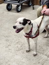 Nellie - Photo 2