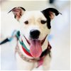 adoptable Dog in arlington, va, VA named Nellie