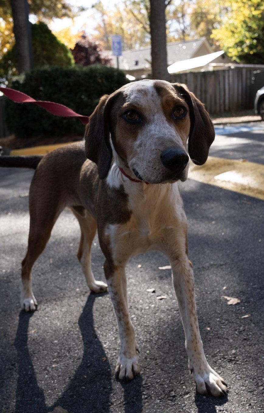 adoptable Dog in Arlington, VA named Benny