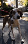 adoptable Dog in arlington, VA named Benny