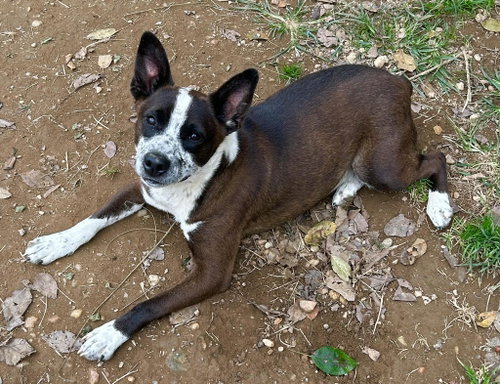Benji, photo 6