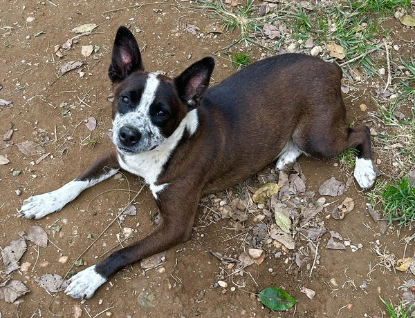 Benji
