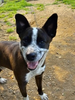 adoptable Dog in Arlington, VA named Benji