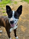 adoptable Dog in arlington, VA named Benji