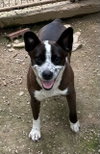 Benji - Photo 2