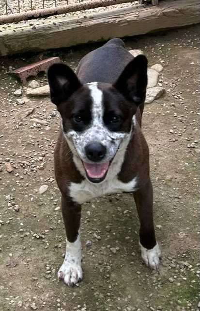 BENJI - Australian Cattle Dog/Blue Heeler available for adoption