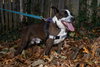 Benji - Photo 5