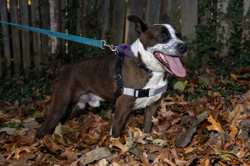 Benji, photo 5