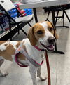 adoptable Dog in  named Tess