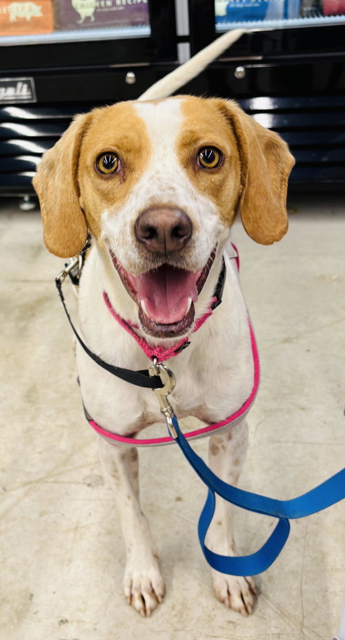 TESS - Hound available for adoption