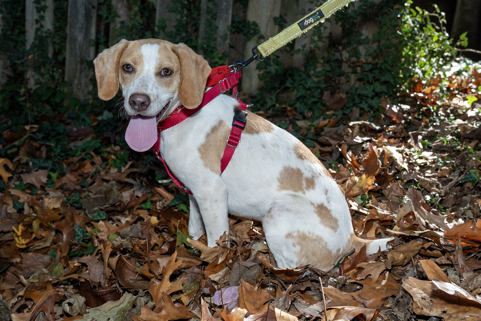 adoptable Dog in Arlington, VA named Tess