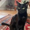 adoptable Cat in , VA named Leyla