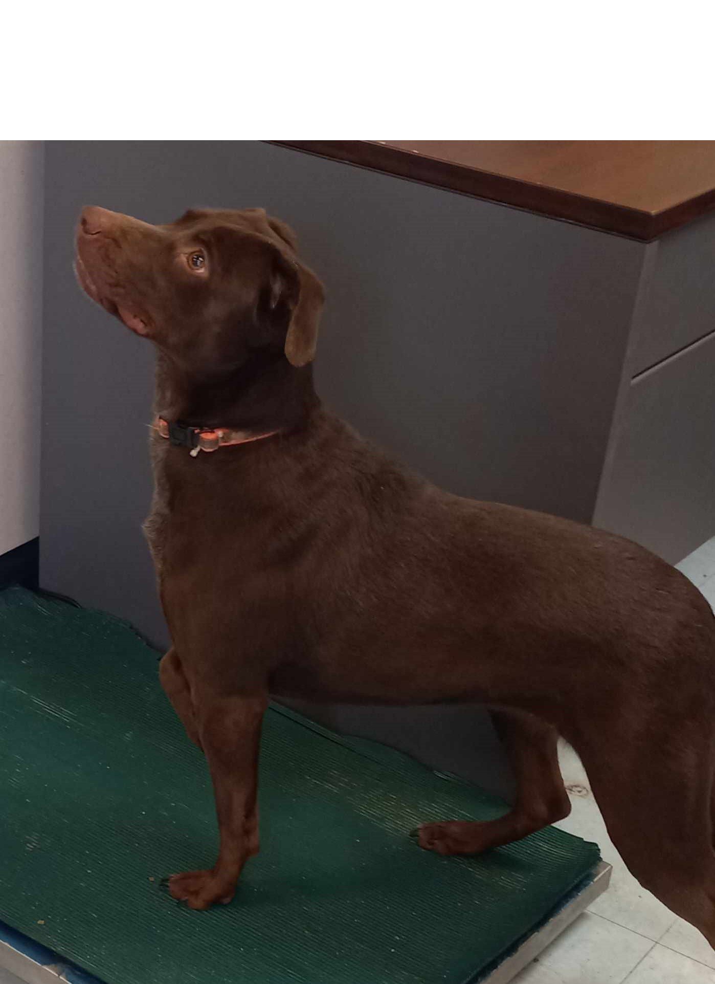 adoptable Dog in Arlington, VA named Sassy