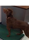 adoptable Dog in arlington, va, VA named Sassy