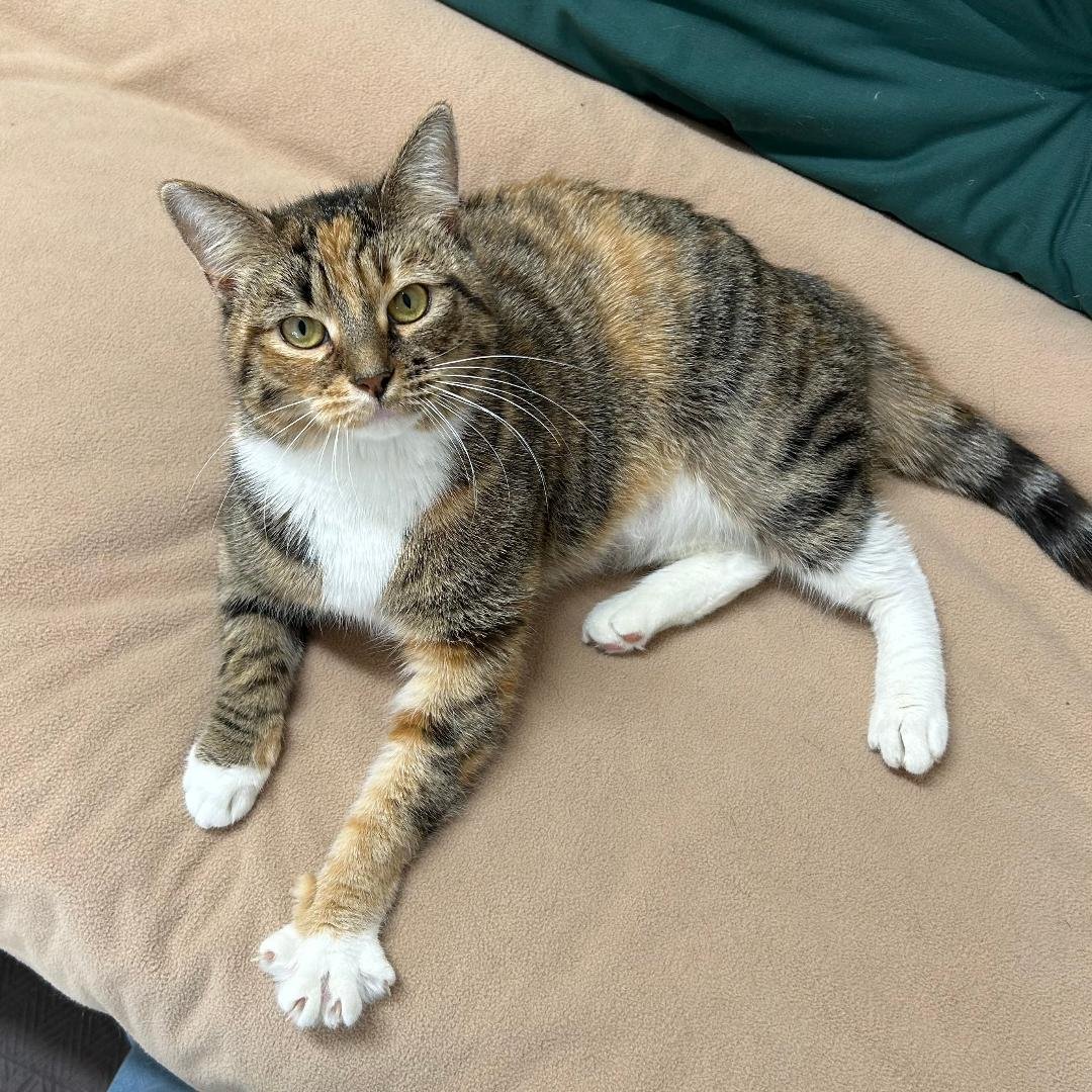 adoptable Cat in Arlington, VA named Gabby