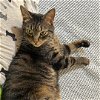 adoptable Cat in arlington, VA named Blue