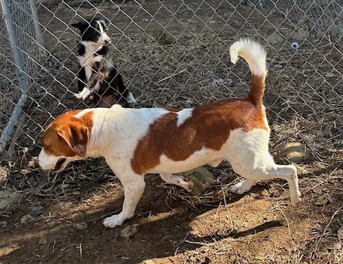 FARLEY - Beagle / Hound available for adoption