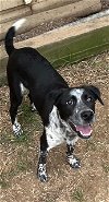adoptable Dog in arlington, VA named Simon