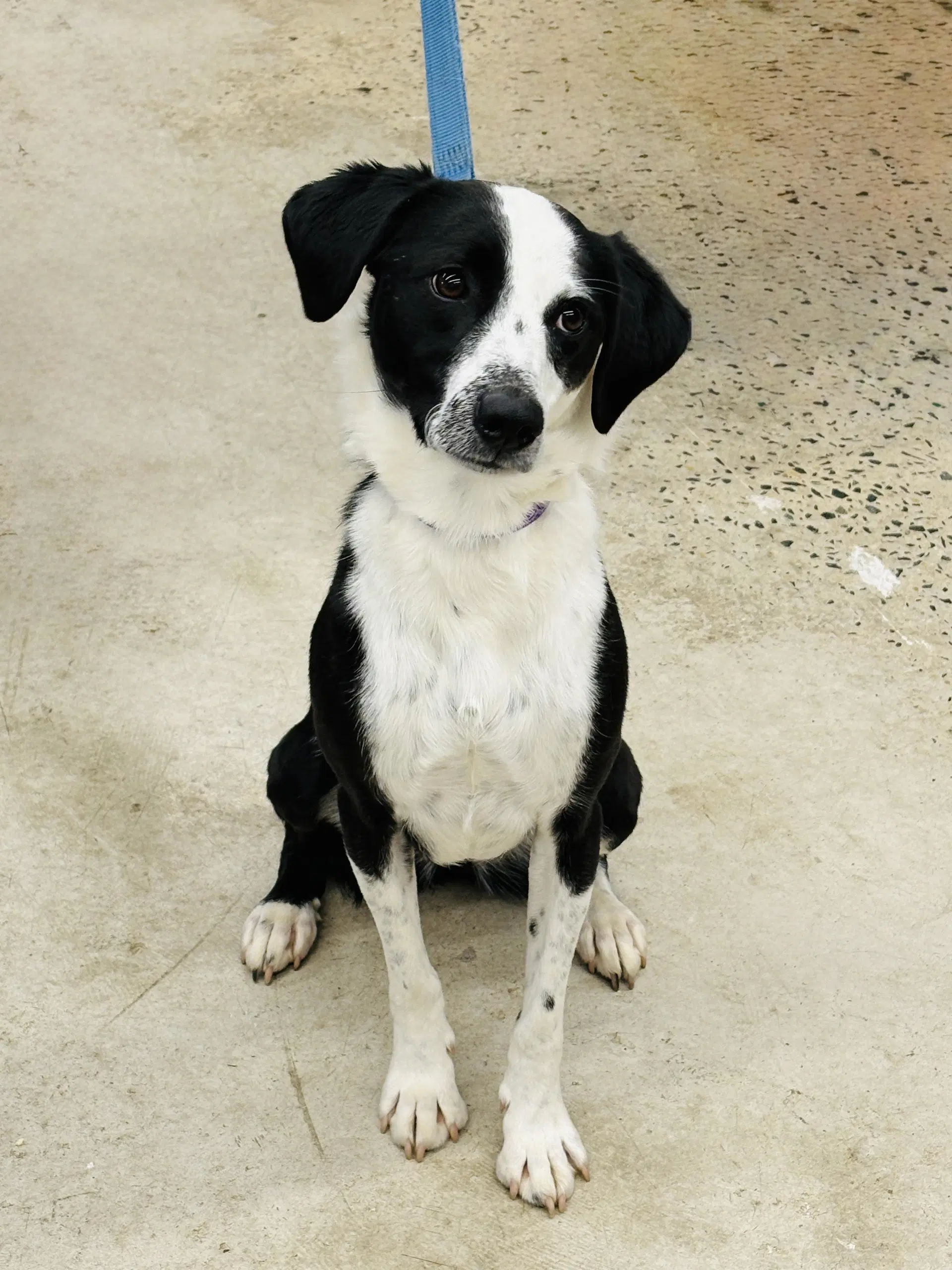 Shae - Border Collie