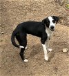 adoptable Dog in arlington, VA named Shae