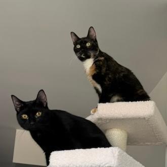 adoptable Cat in Arlington, VA named Charlotte and Louis